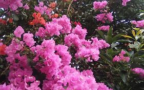 Mar De Flores